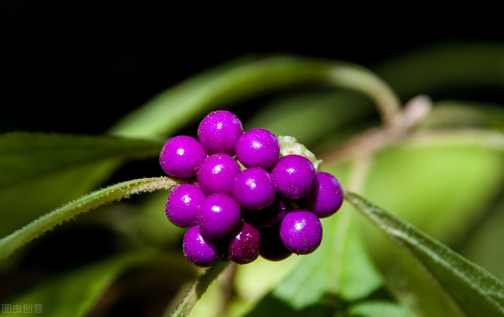盆栽观果植物有哪些,观果植物具备哪些特征