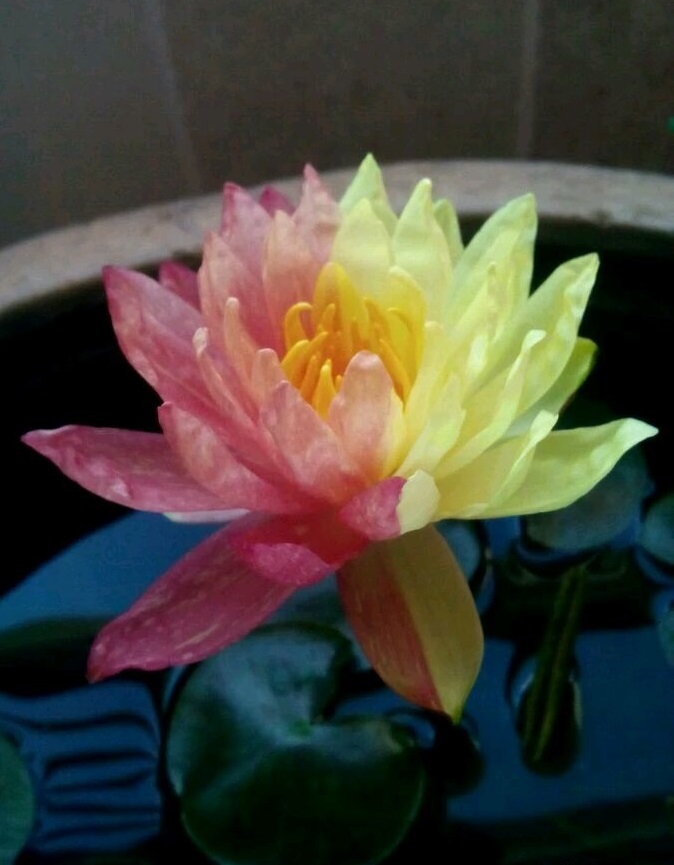 睡莲女王万维莎冬季要引入室内吗,万维莎睡莲图片大全