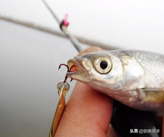 路亚马口瓜子亮片怎么防止脱钩,路亚马口亮片钓组正确组装方法