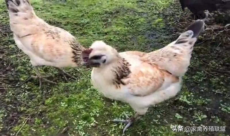 养这种“四黑鸡”3年，他快被顾客给“玩坏”了