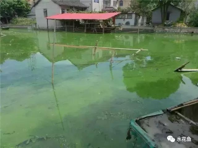 蓝藻爆发的正确处理方法,蓝藻爆发的原因及危害该如何处理