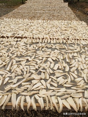 野生小竹笋笋干制作全过程,新鲜毛笋怎么做毛笋干