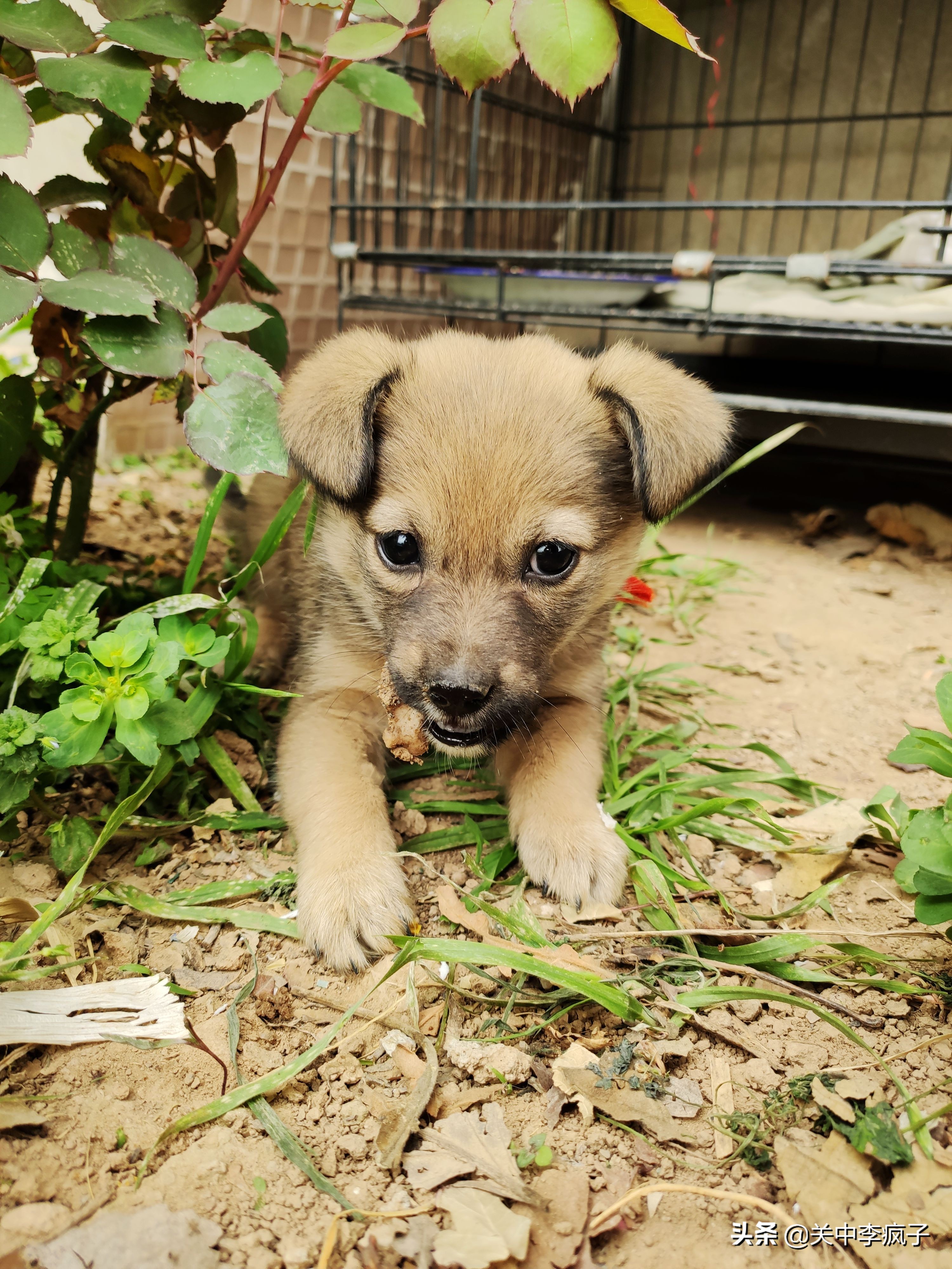 春天来了，这只叫青皮的旺财也来了