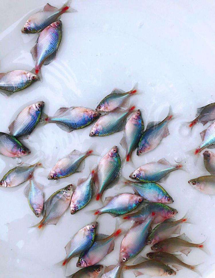 鳑鲏鱼发色不艳丽,最大的鳑鲏鱼