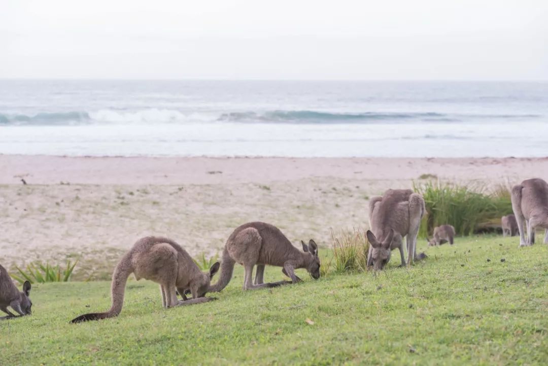 悉尼到阿德莱德自驾游,澳大利亚阿德莱德悉尼距离