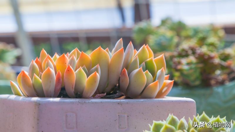 多肉怎么才能不生介壳虫,多肉反复长介壳虫