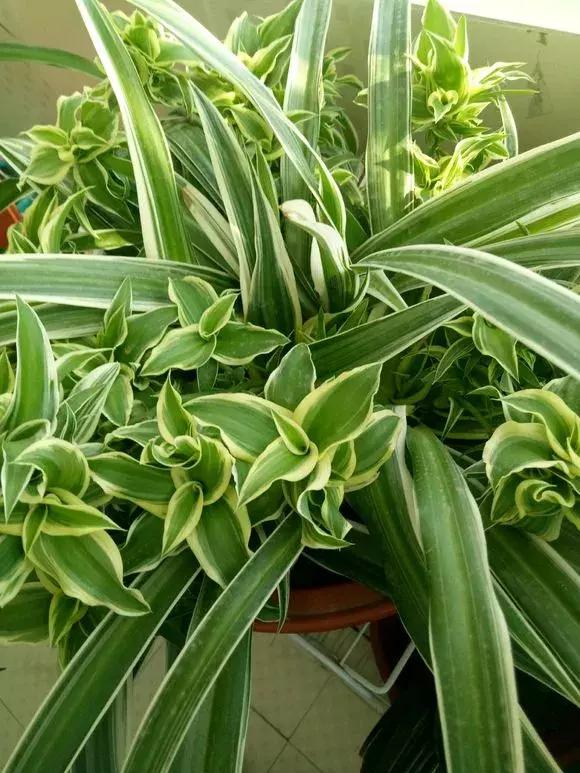 老花农不小心透露，花盆里倒3滴油，1个月爆盆，全年不用施肥