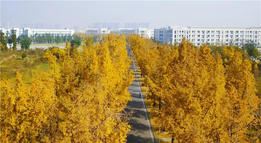 最美校园免费观看,最美校园银杏