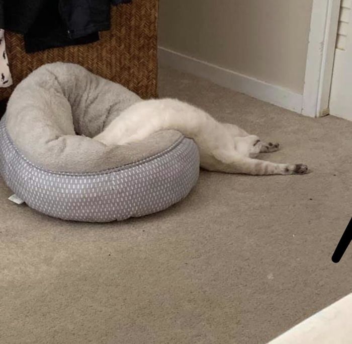 为了证明「猫咪是液体」猫奴们纷纷上传这些可爱认证照