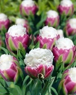 月季花的花花世界,郁金香的花海视频