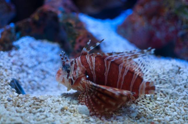 白鹿原白鹿仓景区冰雕,白鹿仓冰雕