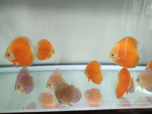 鱼缸杀菌灯会杀掉硝化细菌吗,鱼缸杀菌灯对硝化细菌有影响么