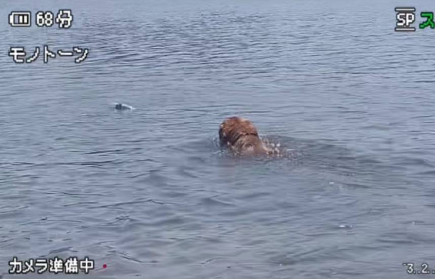 为金毛siry发声，希望所有毛孩子被温柔以待