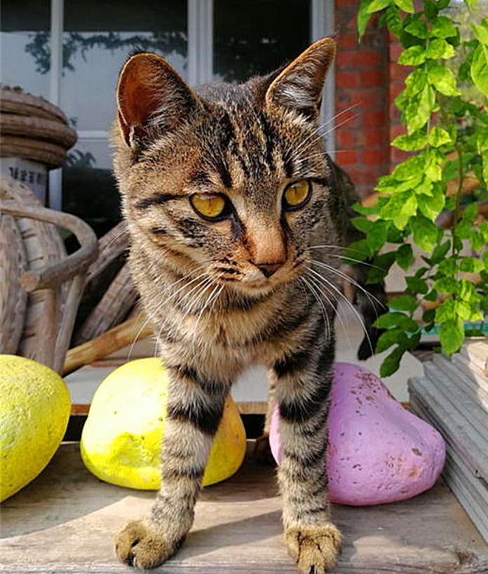 临清狮子猫和长毛狸花猫,临清狮子猫配狸花猫