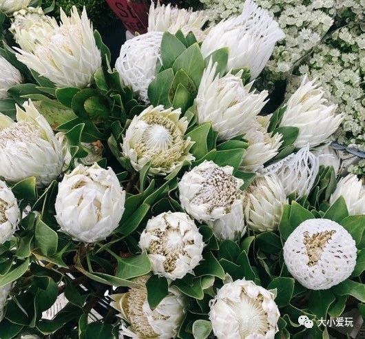 可以逛的花卉市场,值得去看的花卉市场