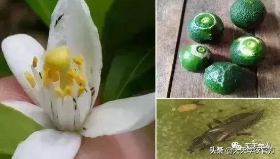 幼果期落果严重怎么补救,落果高峰期有什么表现