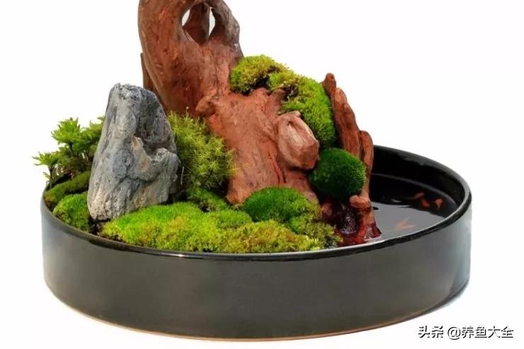 什么金鱼好养又好看,养哪种金鱼又好看又好养