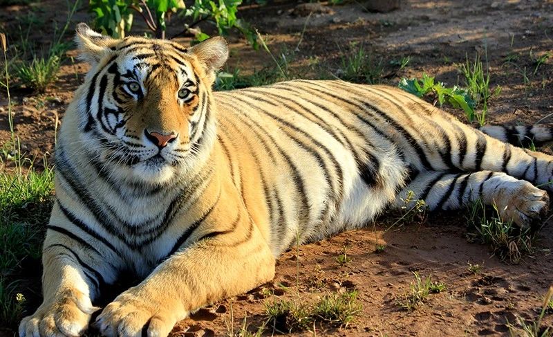 辟谣：虎入非洲*杀屠**狮群，破坏生态平衡？