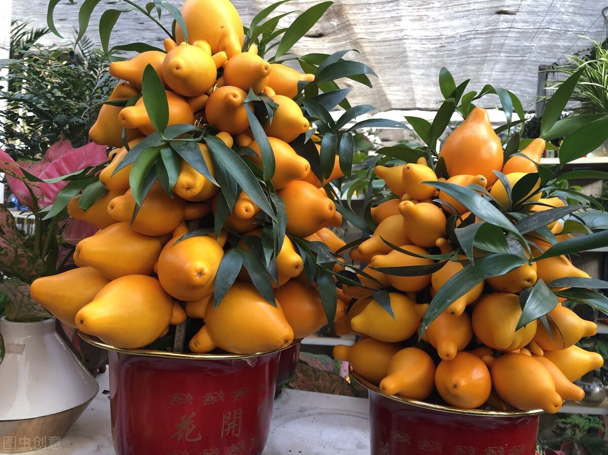 盆栽观果植物有哪些,观果植物具备哪些特征