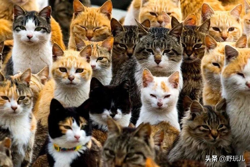 世界上最适合吸猫的城市,吸猫必去的十个地方