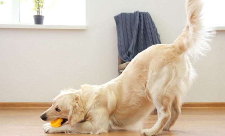 母金毛中年期容易得什么病,母金毛发情期怎么解决