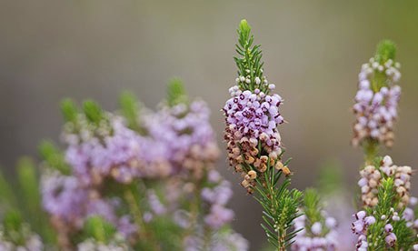 1月至12月生日花的花语,什么花语是祝福生日快乐的花