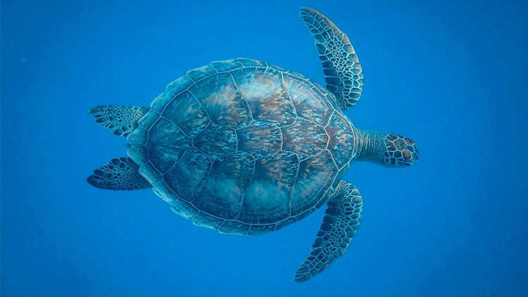 黄金海岸之冲浪在哪里,黄金海岸除了冲浪还有什么