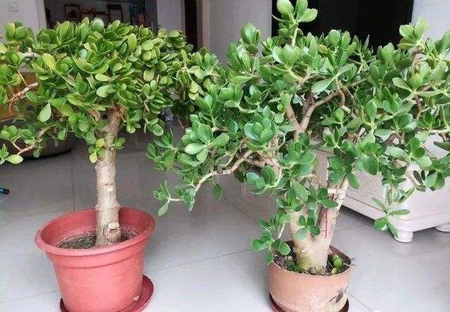 2种“镇宅树”，新年养1盆，“财运”越来越旺，观赏价值还高！