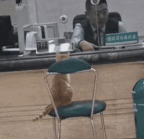 橘猫被抓警察局,肥猫被警察带走判刑