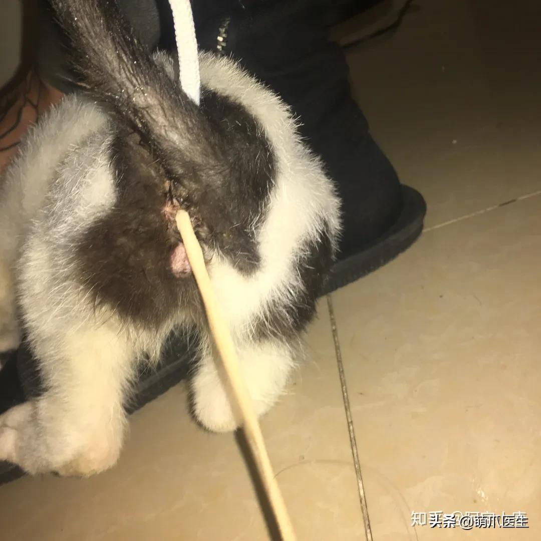 猫从来不出门要洗澡吗,猫从来不出门会感染绦虫嘛