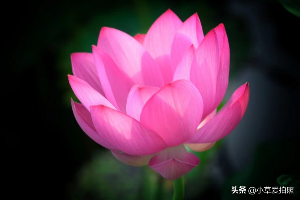 威海夏晨荷图片,金秋十月威海羊亭湿地公园美醉了