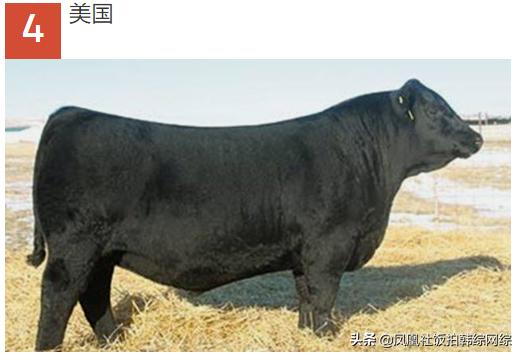 十大最昂贵动物排名,世界十大最贵的动物排行榜