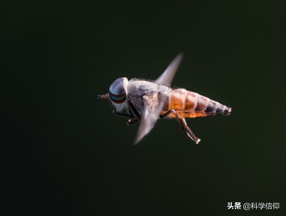 苍蝇飞得并不快为啥难打,为什么苍蝇在窗子上很容易打到它