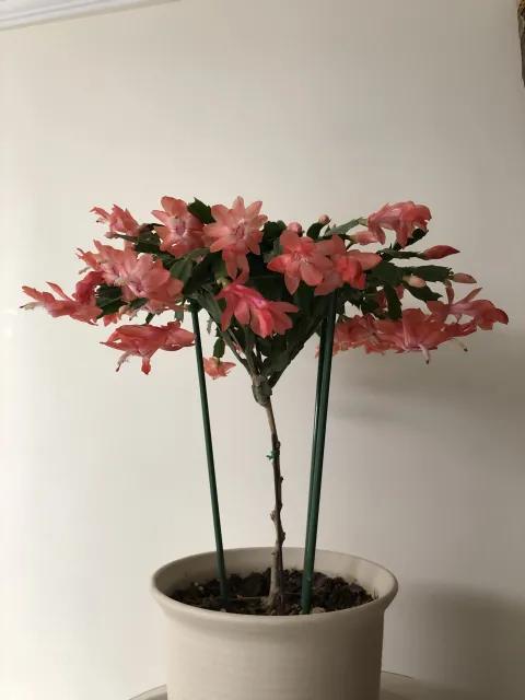 蟹爪兰一盆3个颜色,蟹爪兰100品种图片