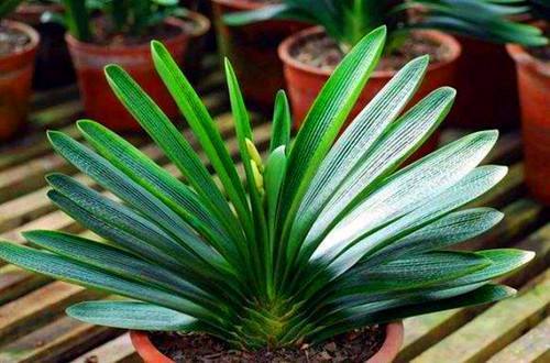 君子兰放在家里什么地方长得最好,君子兰养在家里哪个位置