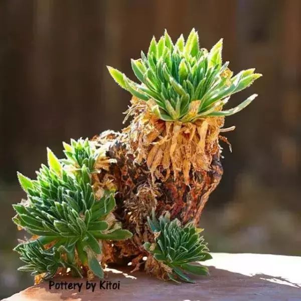 大叔养多肉20年，一片叶子上万块，盆盆都快成精了！