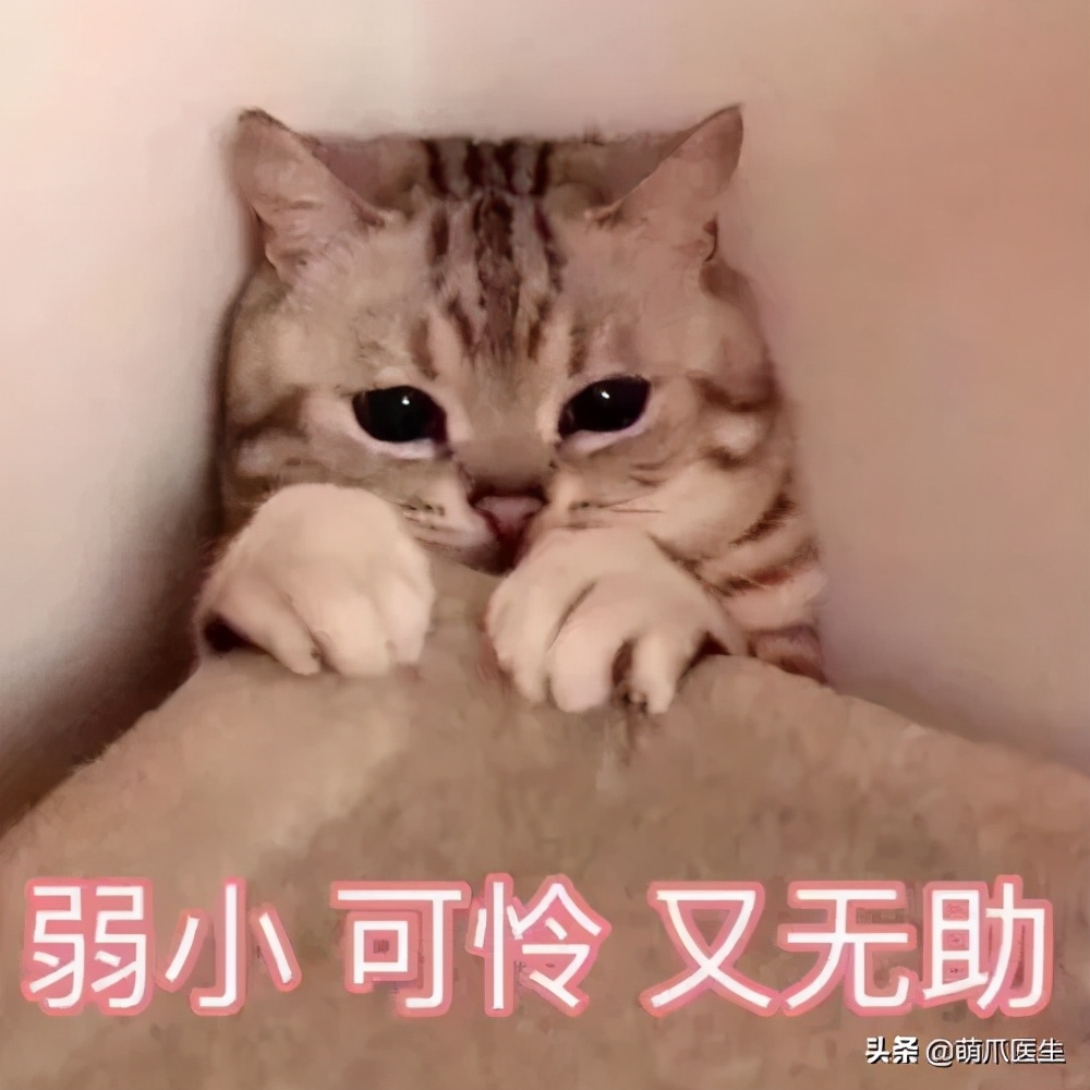 猫咪晕车吐了怎么办,猫咪晕车后呕吐了怎么办