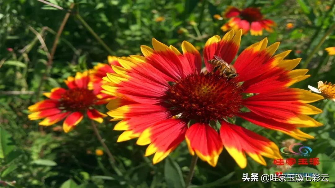 睡莲花开冬天,夏天睡莲开花了