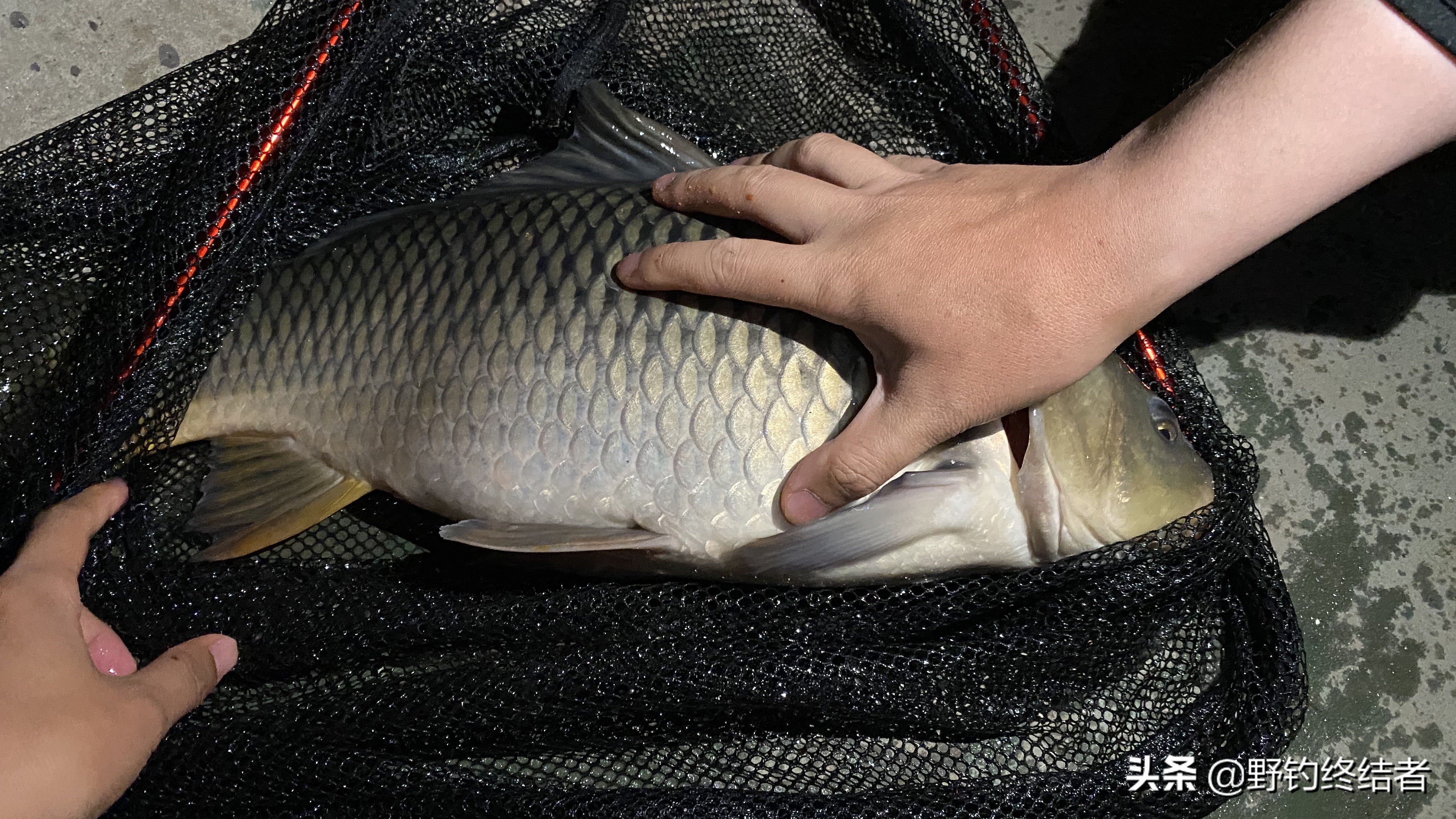 雨季野钓水急鱼难钓？使用“蹦杆尖”钓鱼技巧，走水钓鱼没烦恼