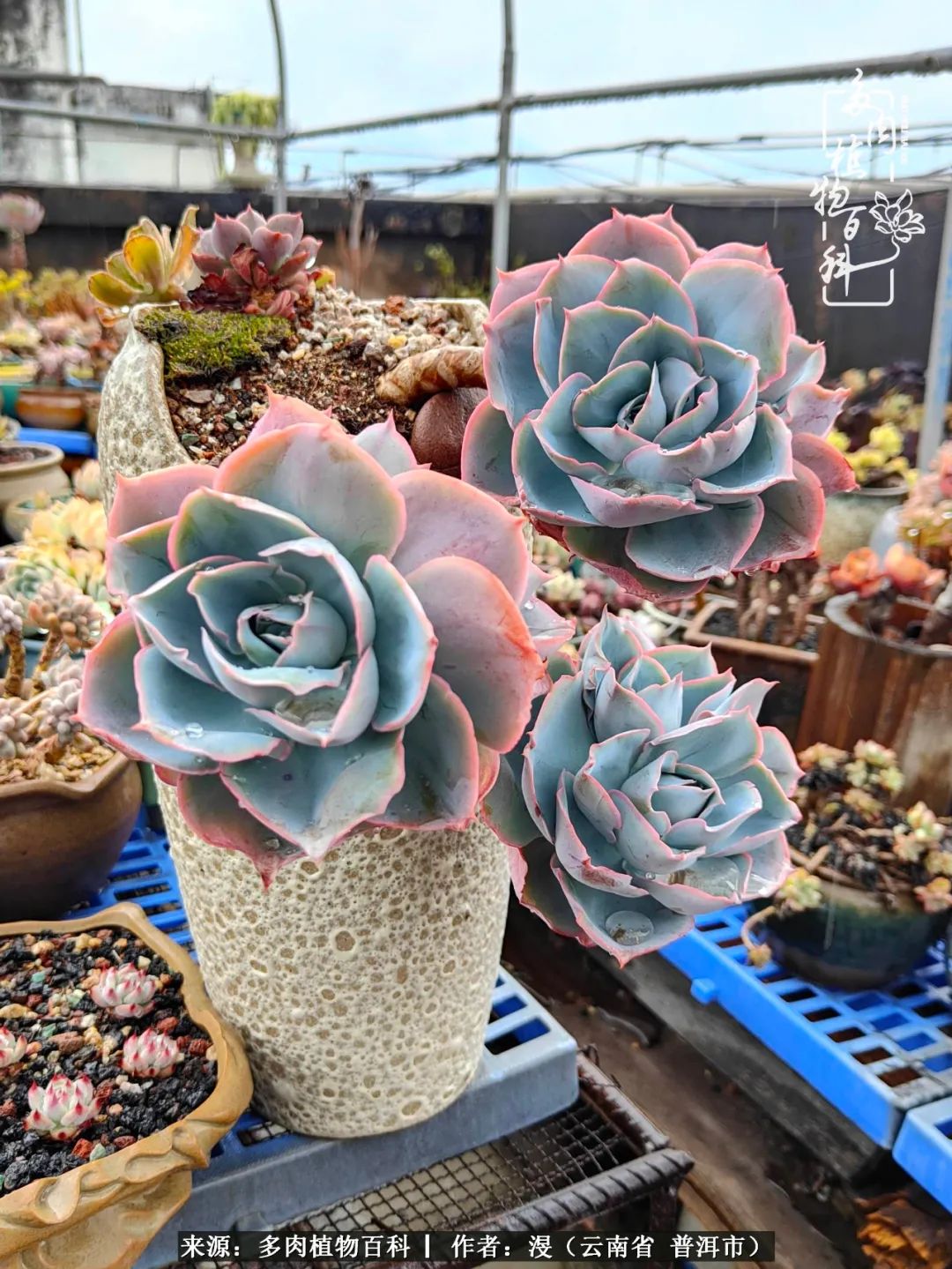 风过留痕讲的啥,风过留痕朗诵