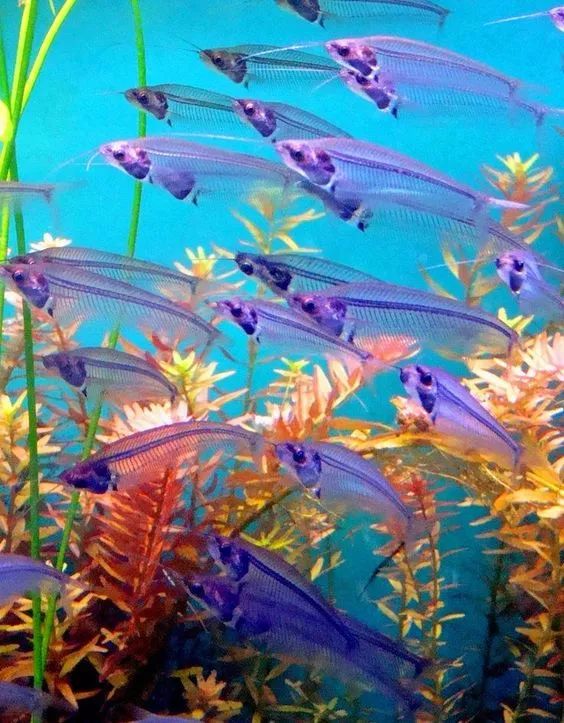 五彩斑斓的海底,五彩缤纷的海底世界介绍