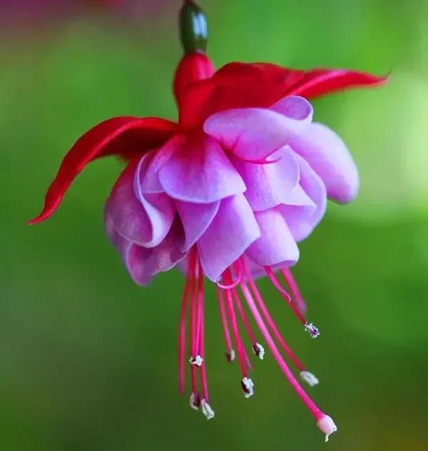 惊艳倒挂金钟,惊艳倒挂金钟图片