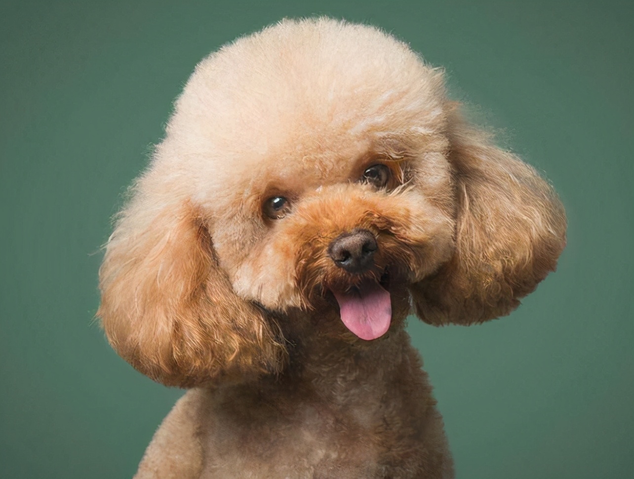 泰迪犬有什么优点与缺点呢,泰迪犬的优点及缺点详细介绍