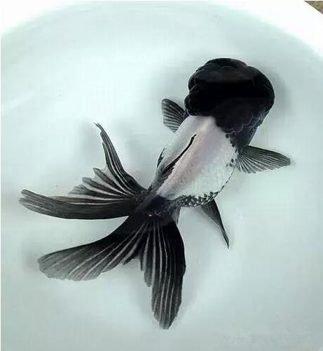 这些五彩斑斓的金鱼养眼又养心,最美的观赏金鱼值得一看