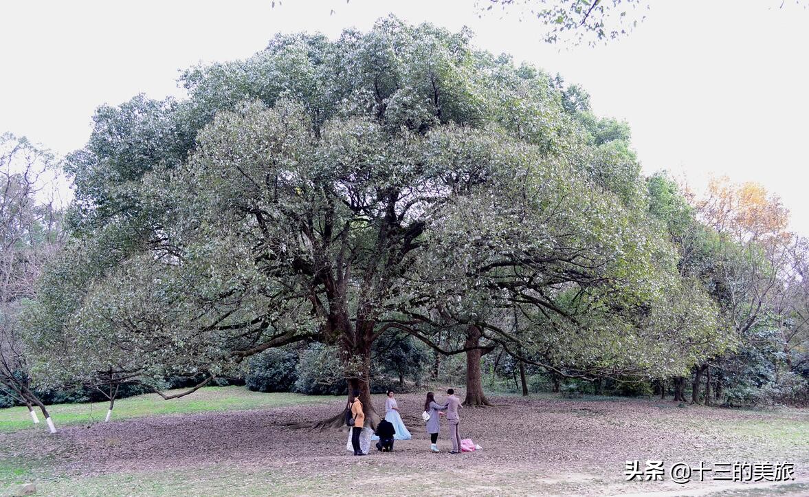 杭州哪里可以看到最美的自然景色,令人一眼惊艳的杭州美景