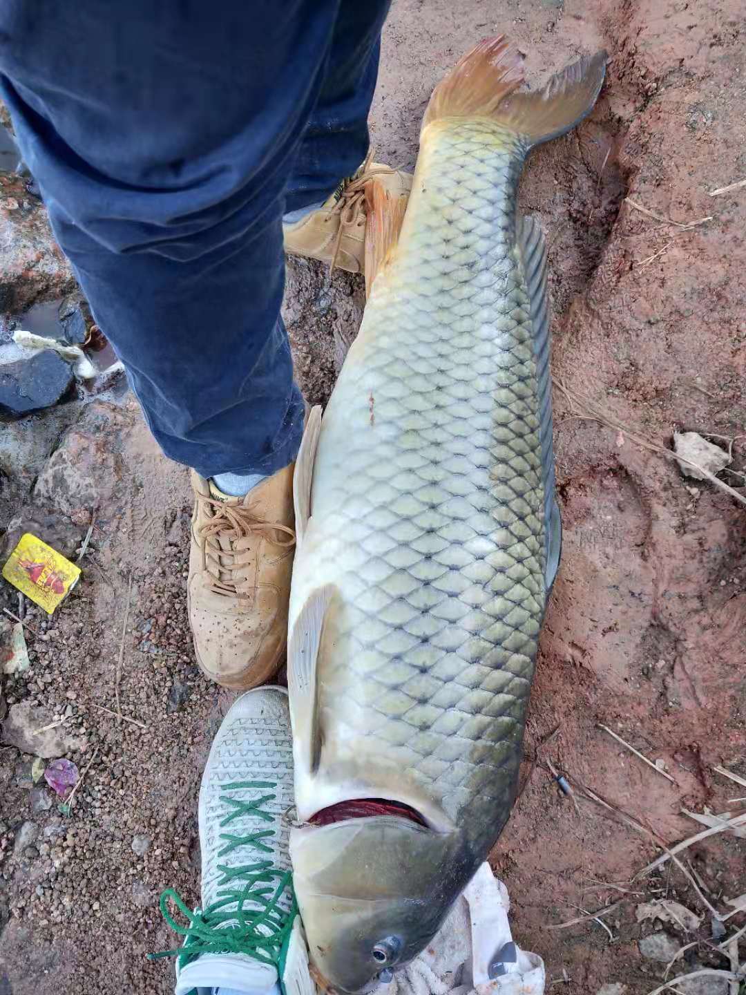 野钓小鱼太多怎么避开小鱼钓大鱼,野钓钓小鱼的技巧和方法