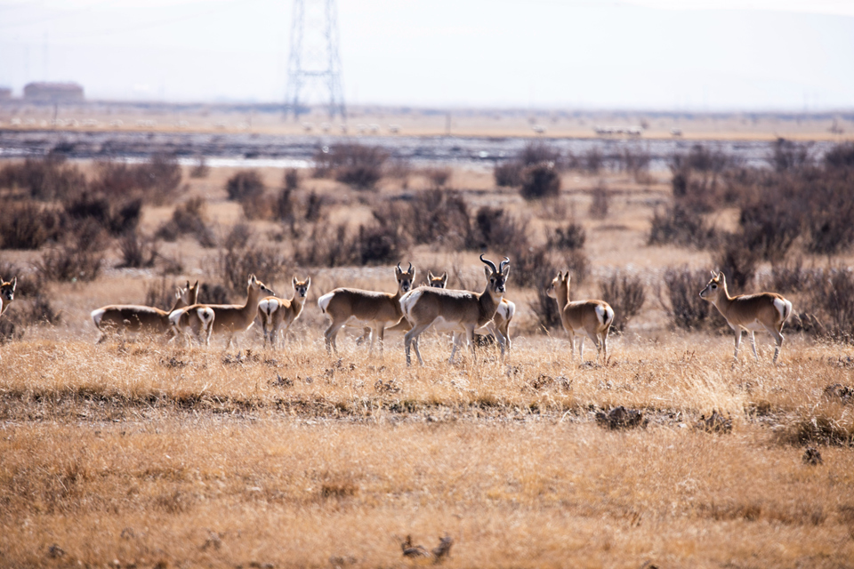 青海海北州有什么好玩的地方,青海海北有多美