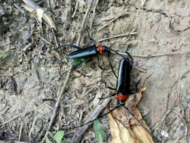 怎样防止桃树天牛危害树,桃树天牛简单防治方法