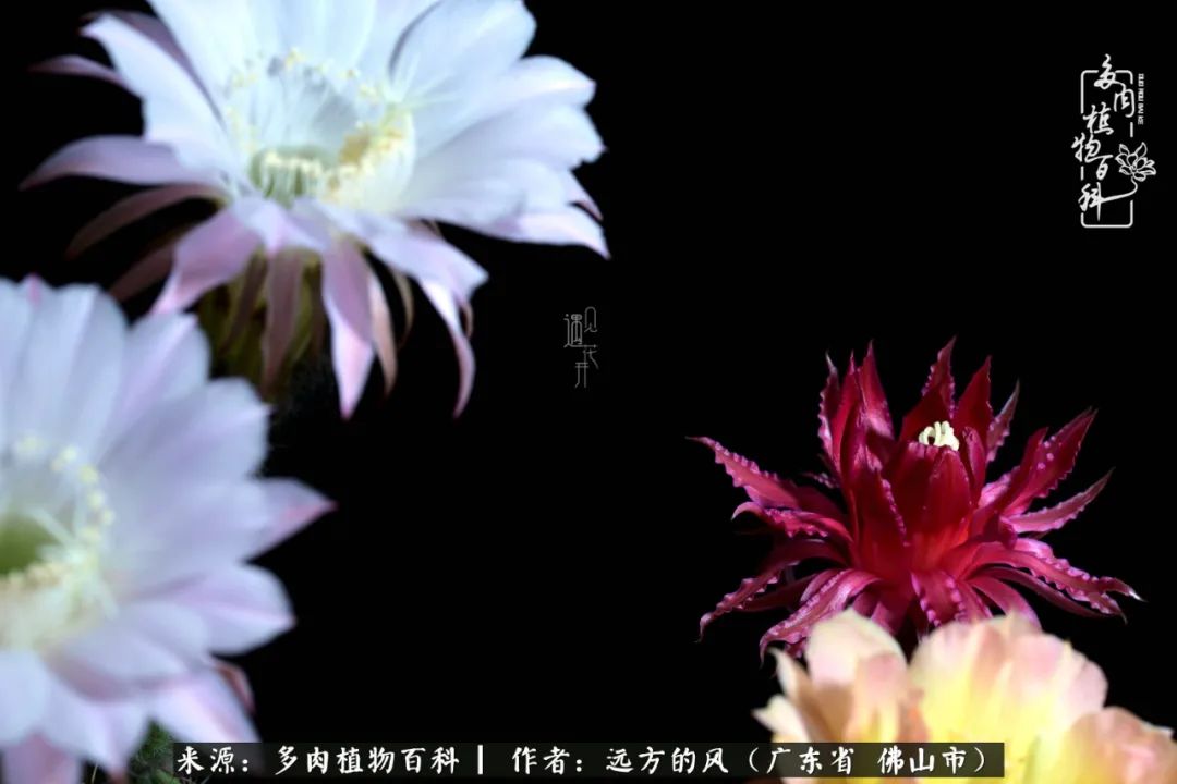 那些花儿在每个角落静静为你开着,那些花儿在每个角落静静地绽放