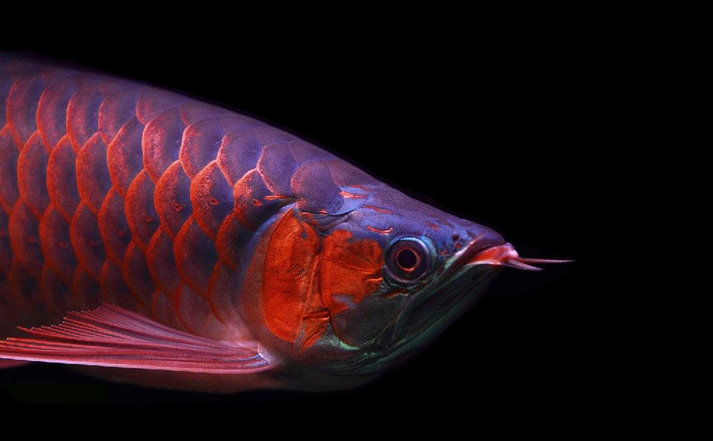 养龙鱼有什么风水讲究,风水龙鱼养几条比较好